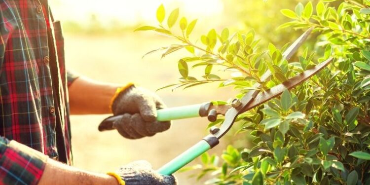 Em Portugal marido amarra mulher em cama corta um dedo da vítima  com tesoura de poda, raspa o cabelo e arranca as pestanas em ato de violência extrema