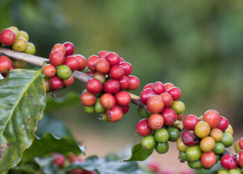 Café: faturamento das lavouras no Brasil devem chegar a R$ 55,95 bilhões de reais