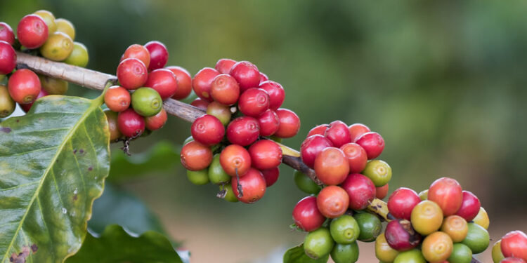 Café: faturamento das lavouras no Brasil devem chegar a R$ 55,95 bilhões de reais