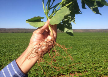 Bioprodutos geram até 214% de retorno sobre sua aplicação na cultura do feijão