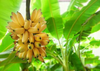 Preço da banana prata dispara em 2024 no Brasil; entenda os motivos