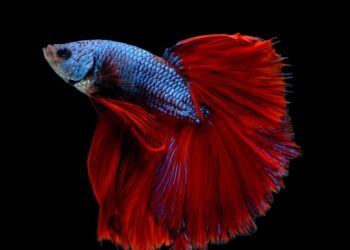 Peixes ornamentais movimentam mais de R$ 10 milhões por ano em Minas Gerais