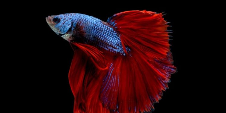 Peixes ornamentais movimentam mais de R$ 10 milhões por ano em Minas Gerais