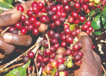 Epamig orienta produtores para colheita do café