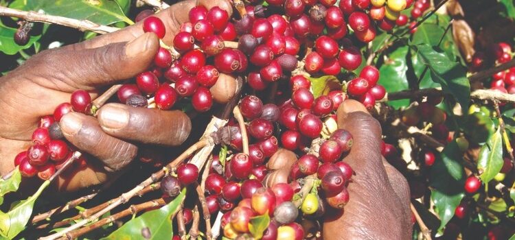 Epamig orienta produtores para colheita do café