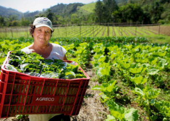 Programa de Aquisição de Alimentos: mulheres são maioria na produção e na inclusão alimentar