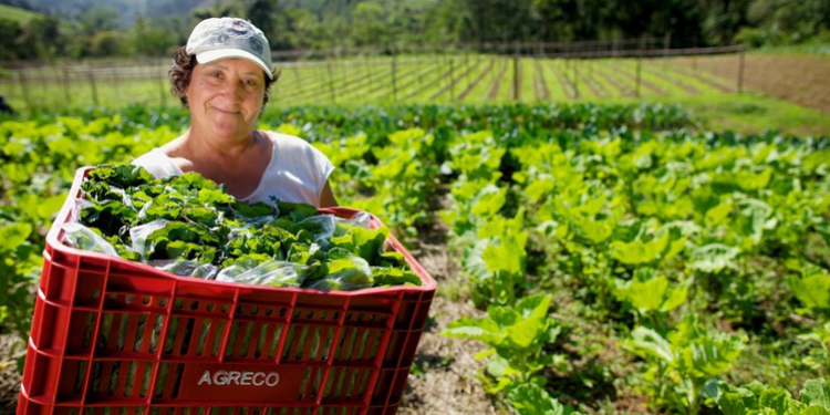 Programa de Aquisição de Alimentos: mulheres são maioria na produção e na inclusão alimentar