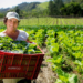 Programa de Aquisição de Alimentos: mulheres são maioria na produção e na inclusão alimentar