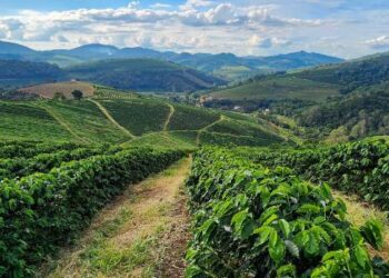 Exportações do agronegócio mineiro batem novo recorde no primeiro trimestre de 2024