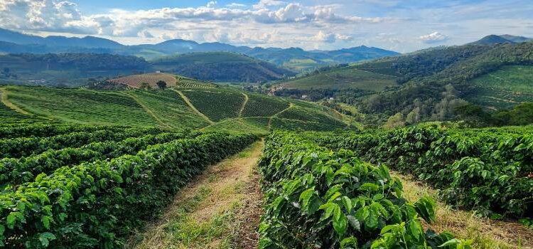 Exportações do agronegócio mineiro batem novo recorde no primeiro trimestre de 2024