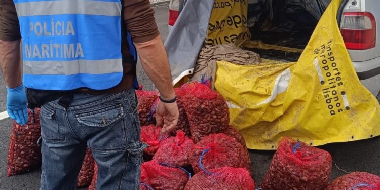 Polícia Marítima apreende 457kg de amêijoa na localidade das Hortas em Alcochete