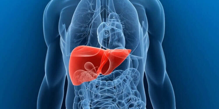 Dia Mundial do Fígado é lembrado em 19 de abril; impacto das doenças hepáticas é crescente