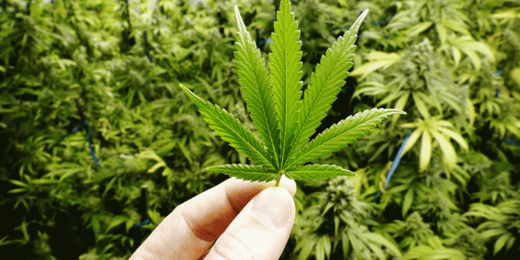 Moradores da Alemanha já podem portar e cultivar maconha