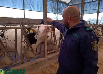 GNR encontra no Porto vários animais em situação de maus tratos e mais de 60 infrações no local