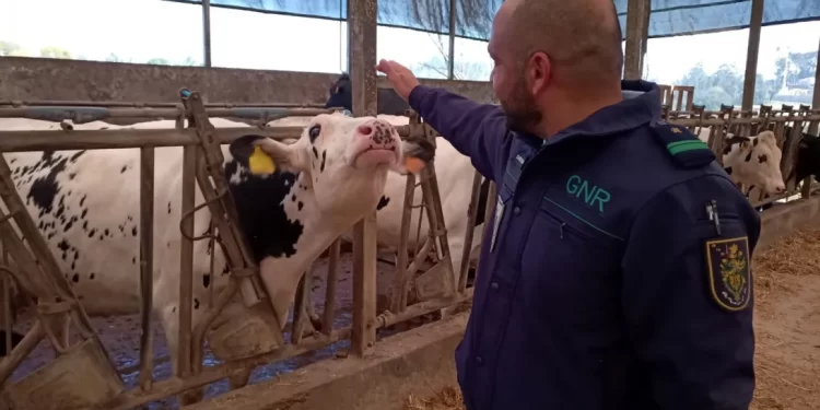 GNR encontra no Porto vários animais em situação de maus tratos e mais de 60 infrações no local