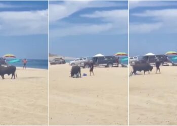Touro foge de “cercadinho” e causa pânico em praia no México