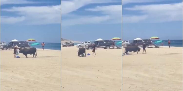 Touro foge de “cercadinho” e causa pânico em praia no México