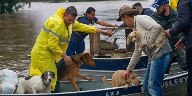 Mais de 10 mil animais já foram resgatados das enchentes do RS