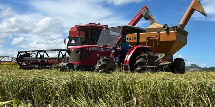 Plano emergencial da Embrapa  para recuperar o agro no Rio Grande do Sul