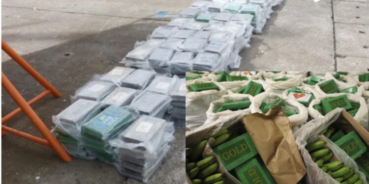 Carga de bananas que saiu da Colômbia chega em Portugal recheadas de cocaína. Polícia Judiciária agiu rápido e aprendeu a mercadoria