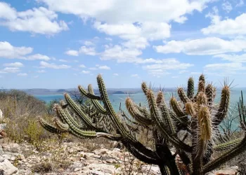 Governo vai criar 12 unidades de conservação na Caatinga