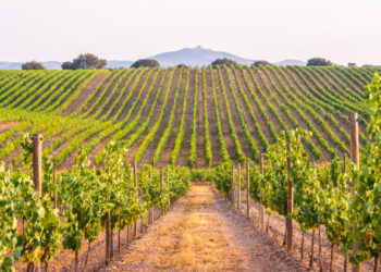 Produtores de vinhos portugueses vão receber 15 milhões de euros em apoio de emergência