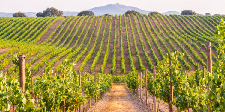 Produtores de vinhos portugueses vão receber 15 milhões de euros em apoio de emergência