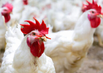 Doença de Newcastle: Brasil suspende exportações de carne de aves e seus produtos