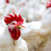 Doença de Newcastle: Brasil suspende exportações de carne de aves e seus produtos