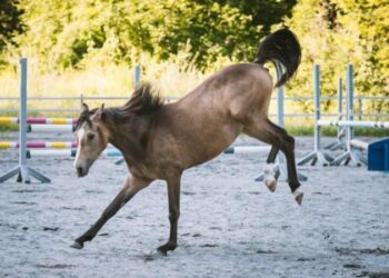 Homem tenta ato sexual com égua que reage com coice e mata indivíduo