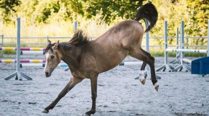 Homem tenta ato sexual com égua que reage com coice e mata indivíduo