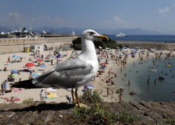 A culpa é de que? Porto quer usar drones na “guerra” contra as gaivotas