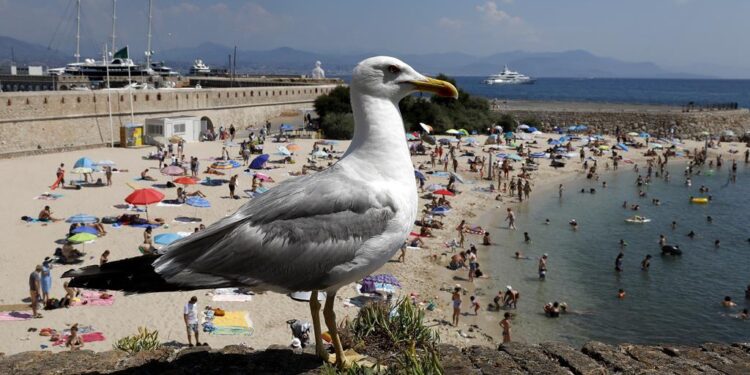 A culpa é de que? Porto quer usar drones na “guerra” contra as gaivotas