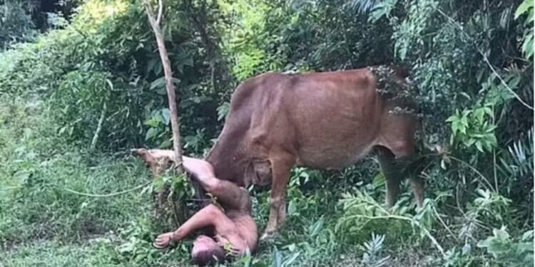 Bizarro: Na Tailândia homem tenta abusar de vaca e acaba atacado pelo animal