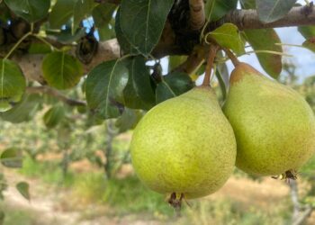 Portugal está entre os cinco maiores produtores de pera na Europa