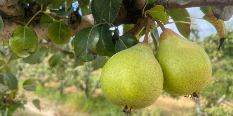 Portugal está entre os cinco maiores produtores de pera na Europa
