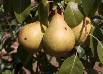 Estimativa de produção da pera rocha abaixo do previsto devido a doenças e alterações climáticas