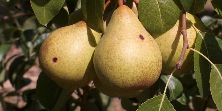 Estimativa de produção da pera rocha abaixo do previsto devido a doenças e alterações climáticas