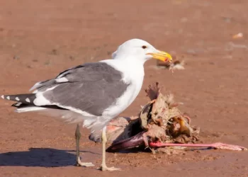 Perigo: Gripe aviária detectada em três praias portuguesas