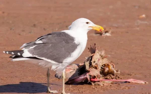 Perigo: Gripe aviária detectada em três praias portuguesas