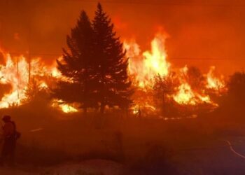 Detida mulher de 68 anos suspeita de incendiar mata nas Caldas da Rainha