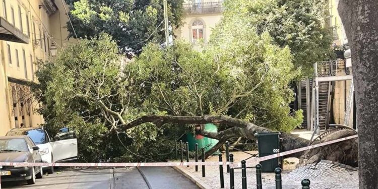 Árvore de grande porte caiu no Largo do Chiado em Lisboa