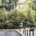 Árvore de grande porte caiu no Largo do Chiado em Lisboa