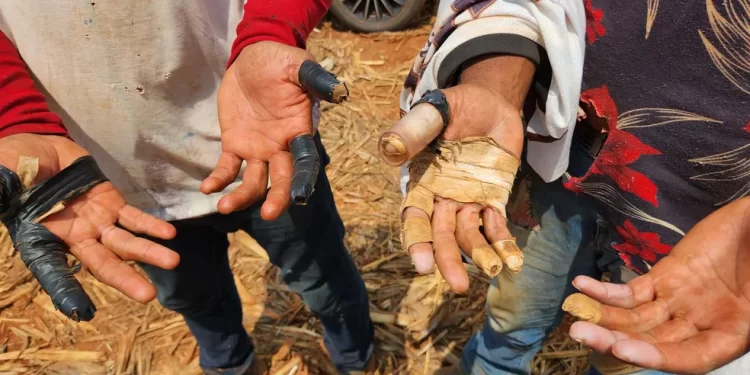 Trabalho escravo. 59 colhedores de alho em MG sem acesso a banheiro e água potável