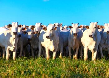 A força do Agro: Brasil tem mais gado do que gente e produz 283 ovos por pessoa; Afirma IBGE