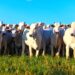 A força do Agro: Brasil tem mais gado do que gente e produz 283 ovos por pessoa; Afirma IBGE