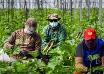 Em Torres Vedras PJ detém estrangeiro de 32 anos suspeito de contrabandear gasóleo da Arábia Saudita