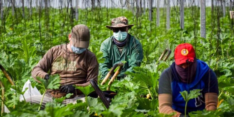 Em Torres Vedras PJ detém estrangeiro de 32 anos suspeito de contrabandear gasóleo da Arábia Saudita