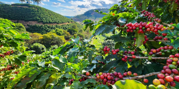 G20 Brasil: governo vai destinar US$ 1,3 bilhão do Fundo Clima para recuperação de pastagens