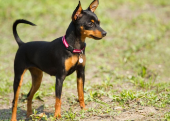 Homem é indiciado por espancar cão da raça pinscher em MG; namorada dele filmou agressões